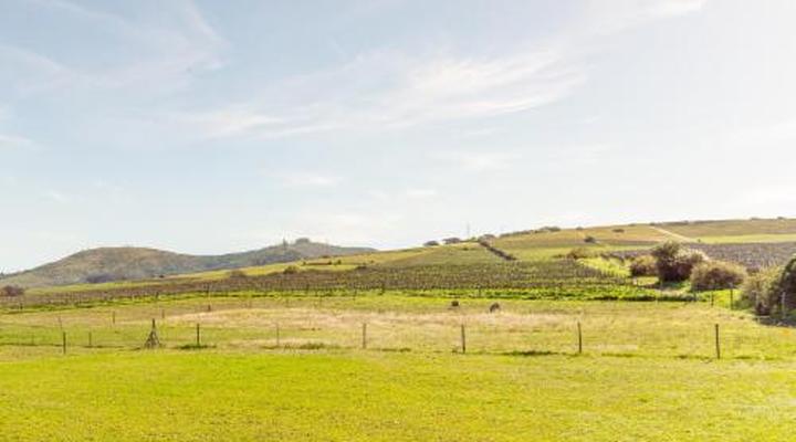 Lovane Boutique Wine Estate and Guest House