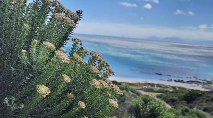 Kleinzee Oceanfront Guest House