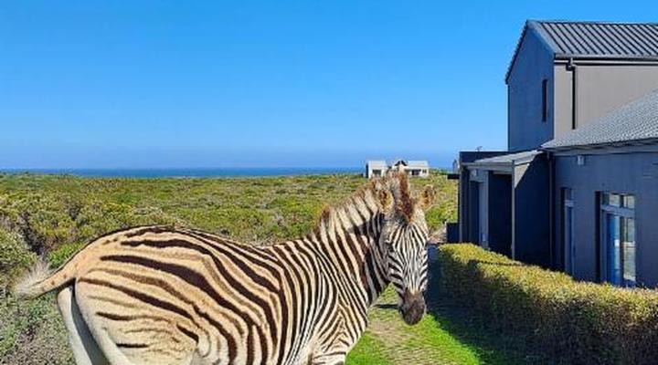 Kleinzee Oceanfront Guest House