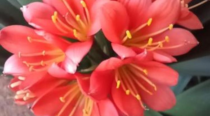 African Silhouette Guesthouse