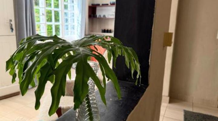 Bamboo, the Guesthouse