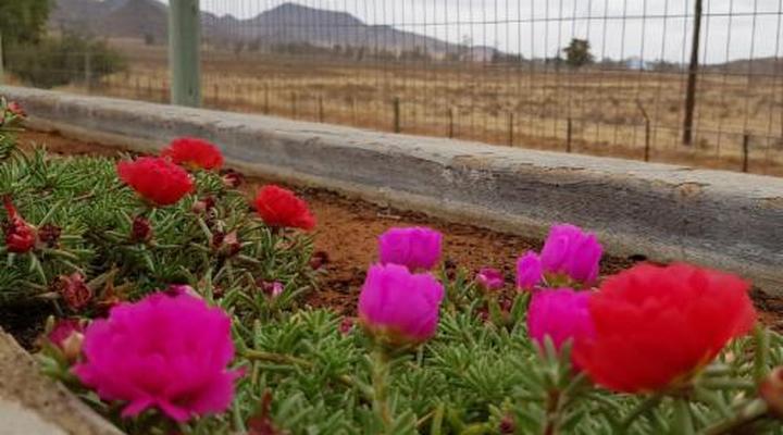 Aloes 62 on Meintjies