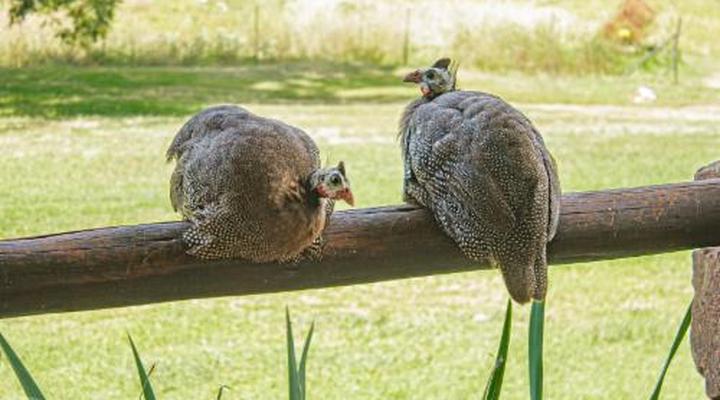Gunyatoo Trout Farm & Guest Lodge