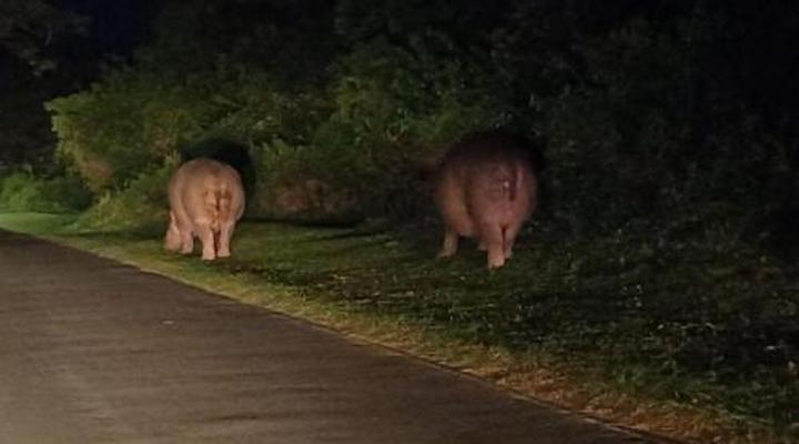 Leopard Corner Lodge