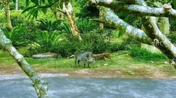 Leopard Corner Lodge