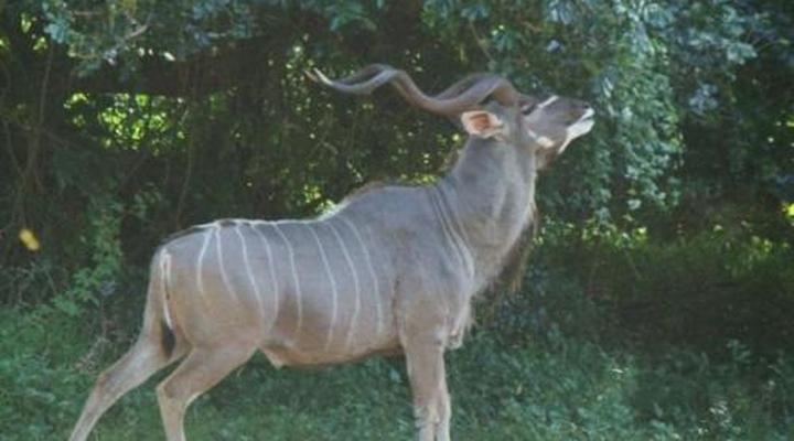 Leopard Corner Lodge