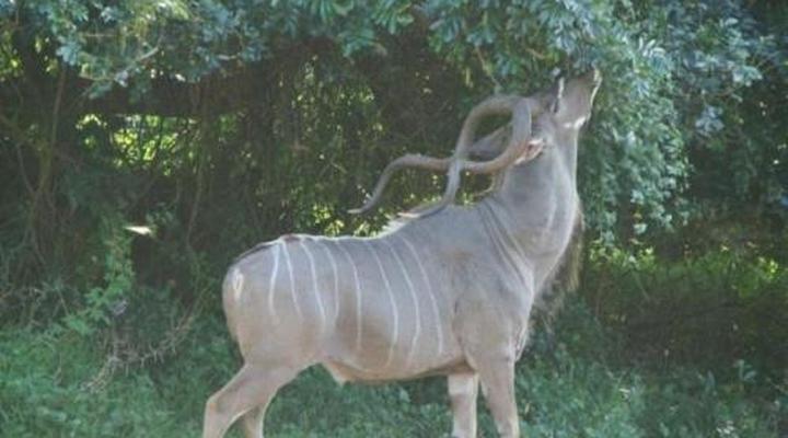 Leopard Corner Lodge