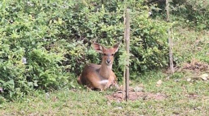 Leopard Corner Lodge