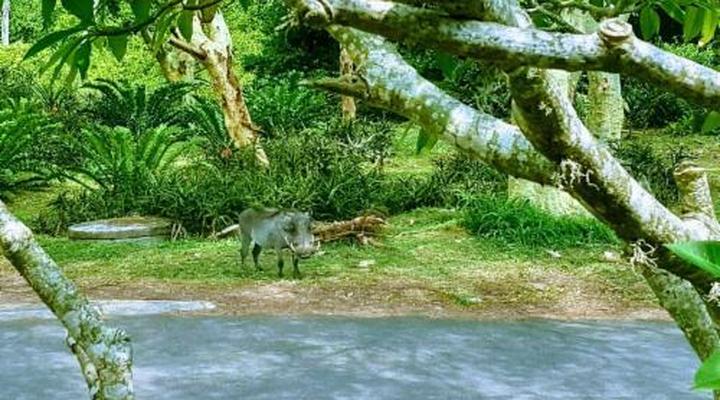 Leopard Corner Lodge