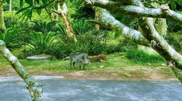 Leopard Corner Lodge