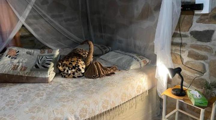 Duesternbrook Safari Guest Farm