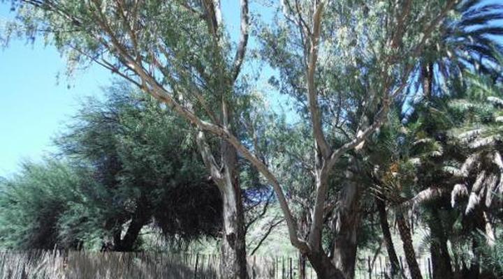 Duesternbrook Safari Guest Farm