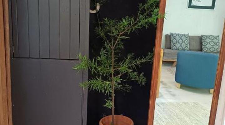 Waterbessiebos Cottage