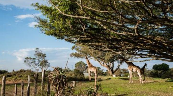 Kragga Kamma Game Park