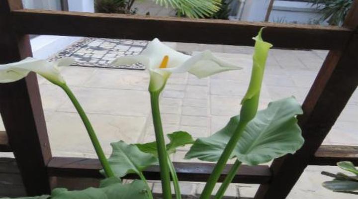 Jedidja Bed & Breakfast