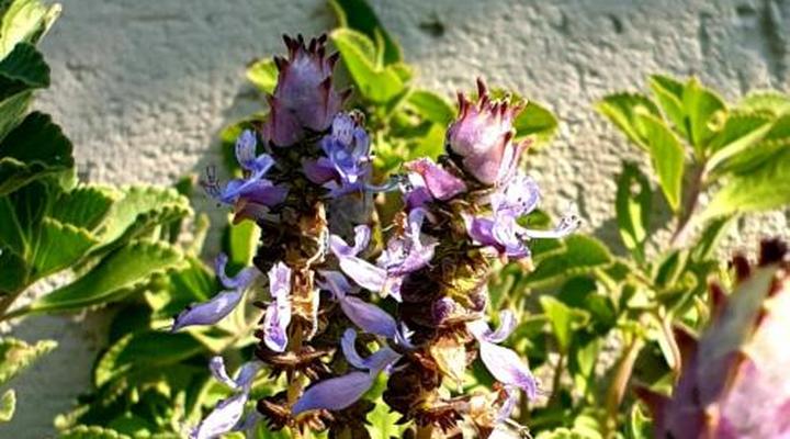 Haggards Hilldrop B & B