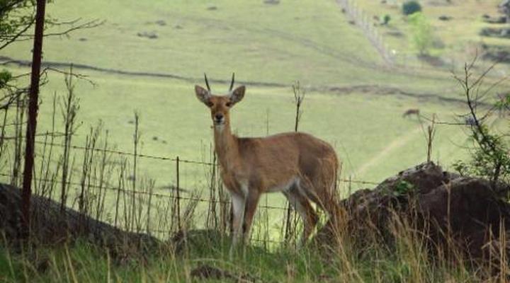 Midlands Inverness Cottages