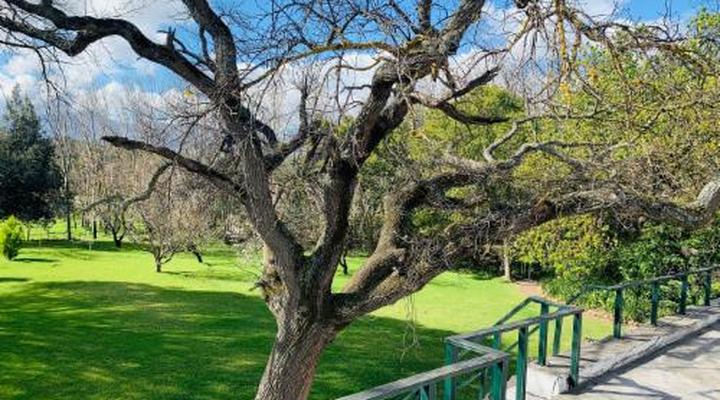 Montpellier De Tulbagh