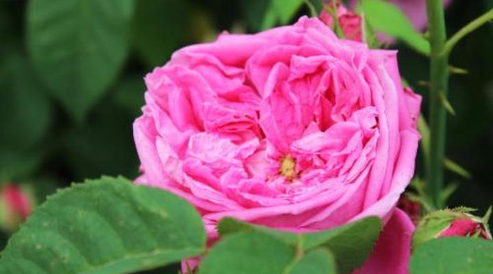 Wildebraam Berry Estate