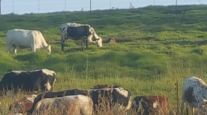 Little Fields Country House