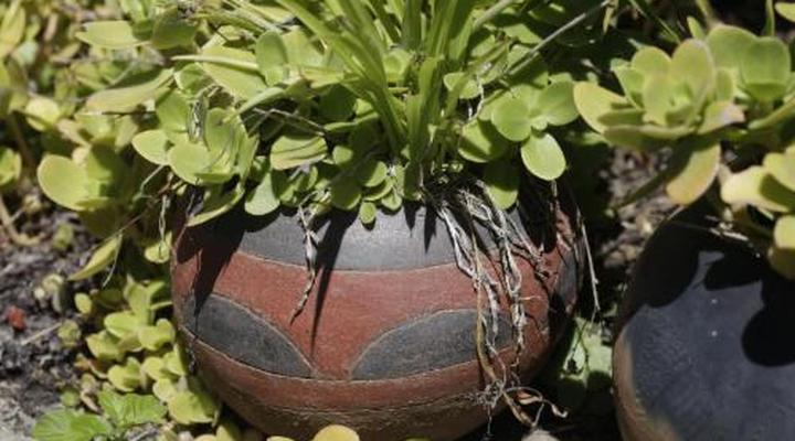 Forest Hills Cottages