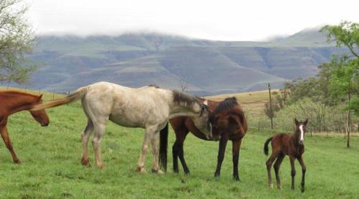 Fairbairn Guest Farm