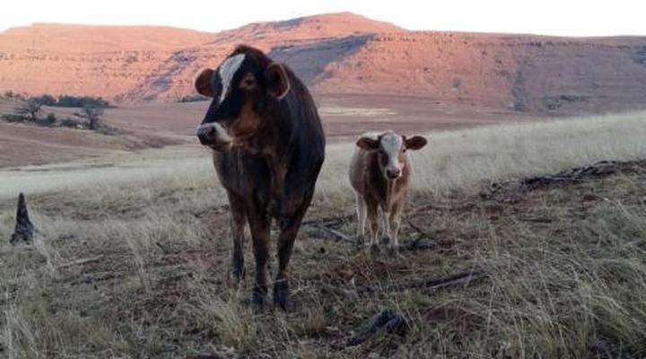 Fairbairn Guest Farm