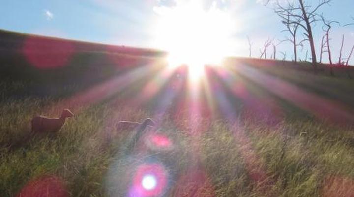 Fairbairn Guest Farm