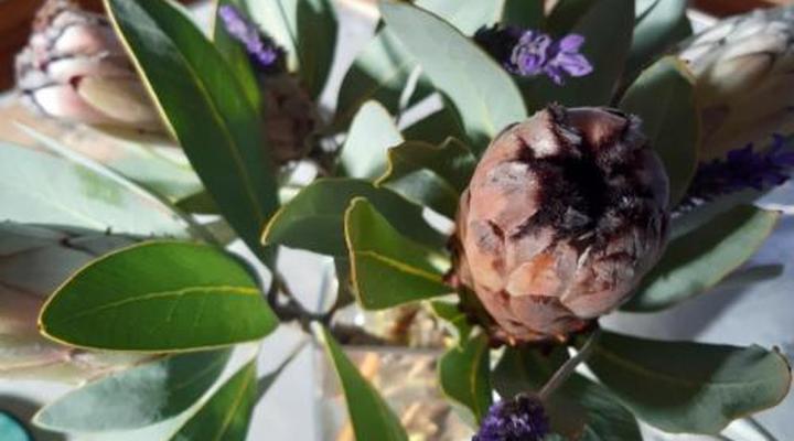 Rhodene Farm Cottages