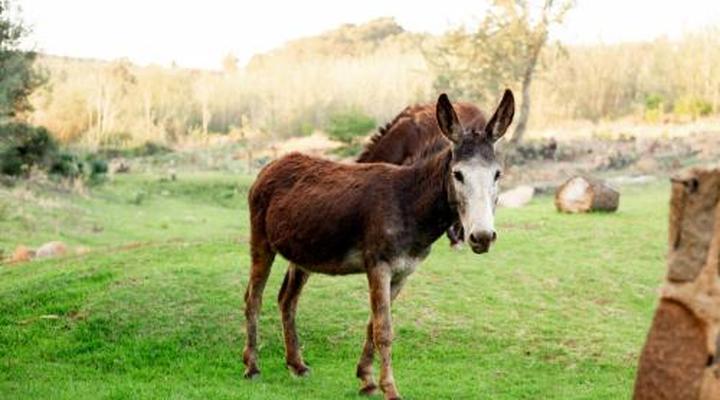 Riverman Cabin Country Lodge - Tonteldoos