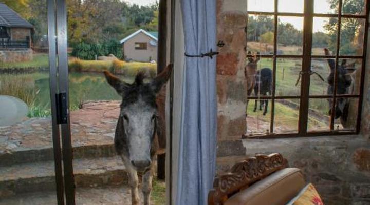 Riverman Cabin Country Lodge - Tonteldoos