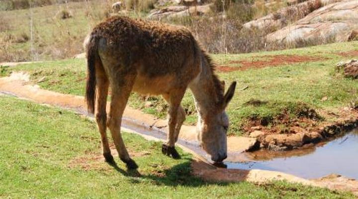 Riverman Cabin Country Lodge - Tonteldoos