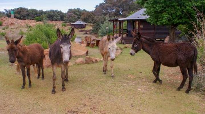 Riverman Cabin Country Lodge - Tonteldoos