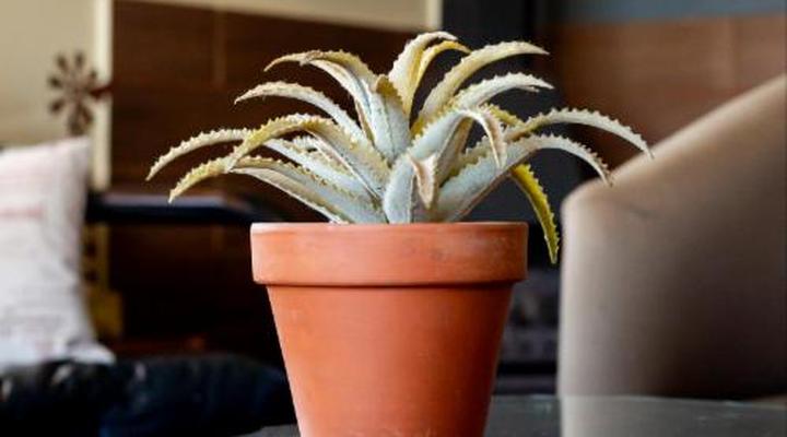 Riverman Cabin Country Lodge - Tonteldoos