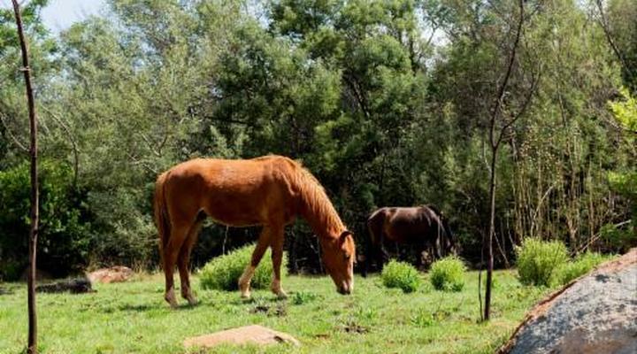Riverman Cabin Country Lodge - Tonteldoos