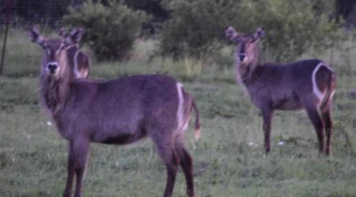 Kareekloof Game Farm