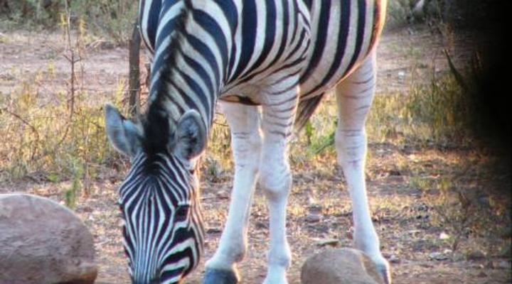 Kareekloof Game Farm