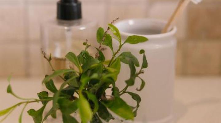 Under Oaks - The Vineyard Suites