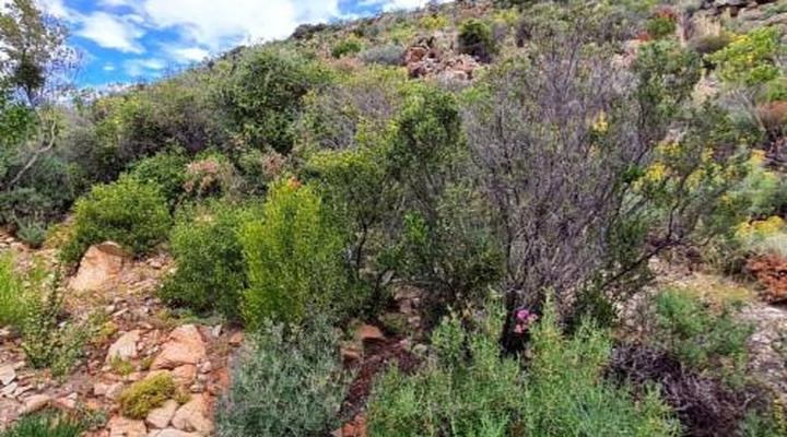 Montagu Little Sanctuary