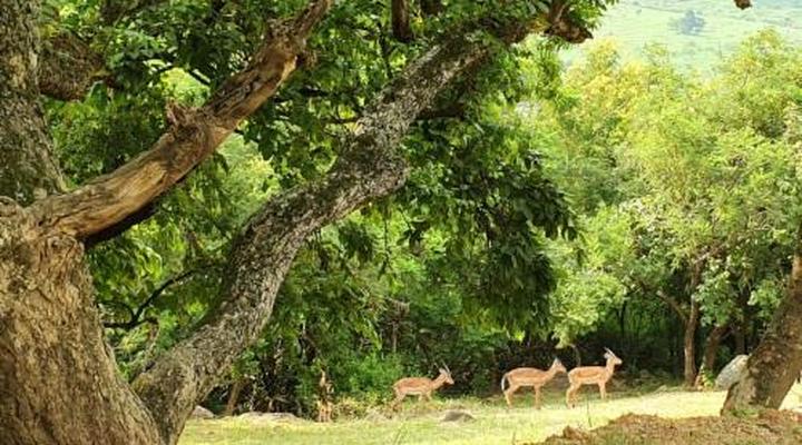 Wide Horizons Mountain Retreat