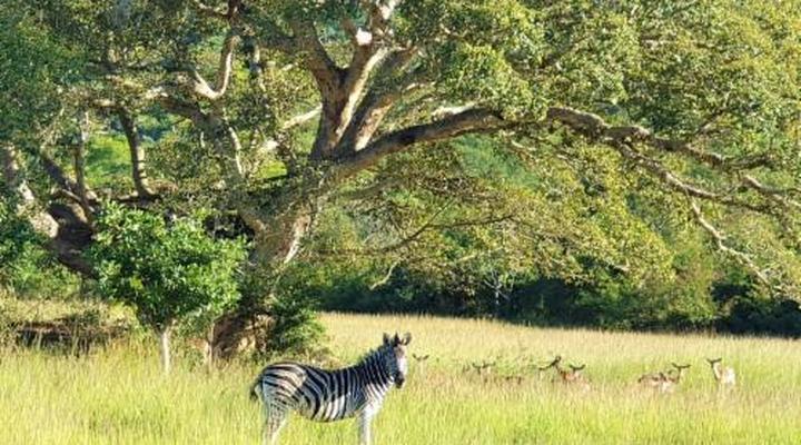 Wide Horizons Mountain Retreat