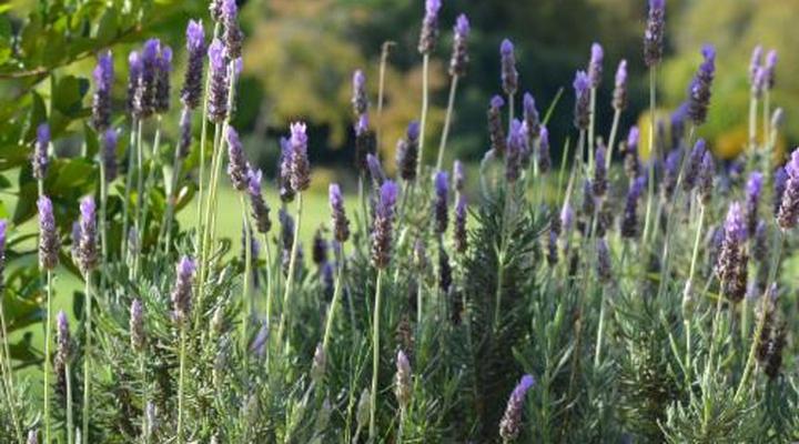 Cultivar Guest Lodge