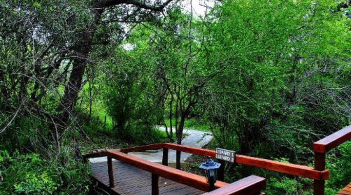 Lion Tree Top Lodge