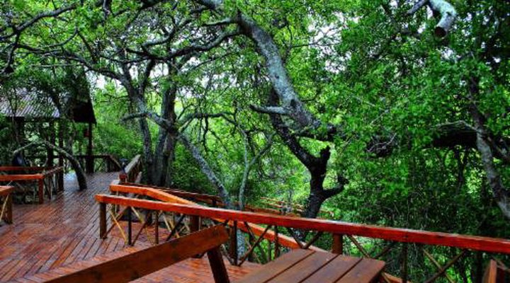 Lion Tree Top Lodge