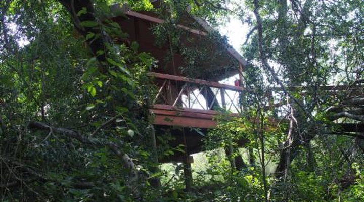 Lion Tree Top Lodge