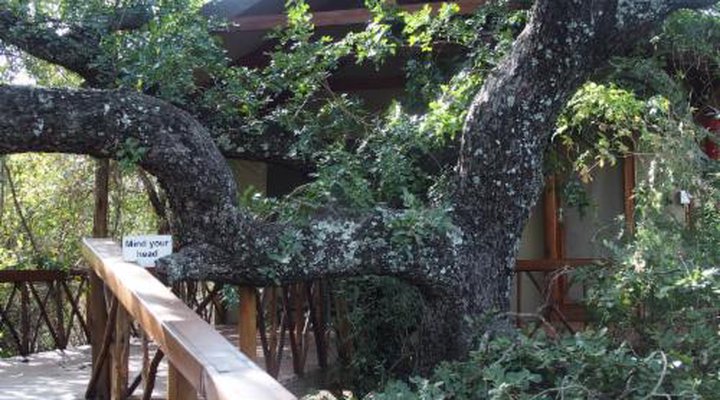 Lion Tree Top Lodge