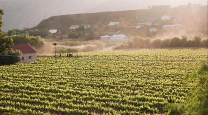 The Queen of Calitzdorp