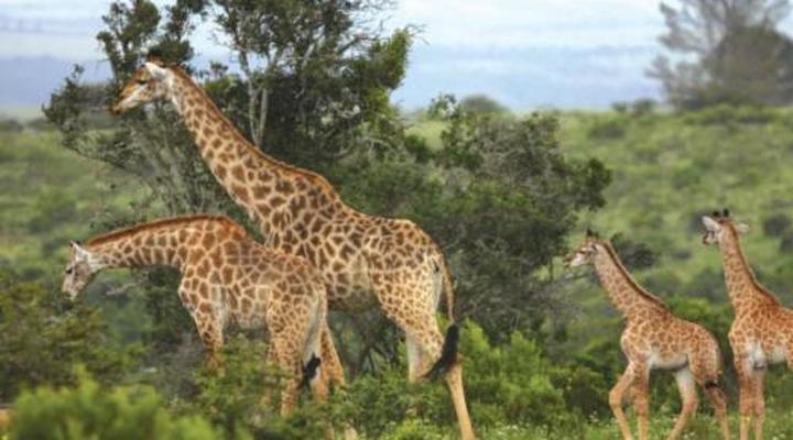 Kariega Game Reserve Main Lodge