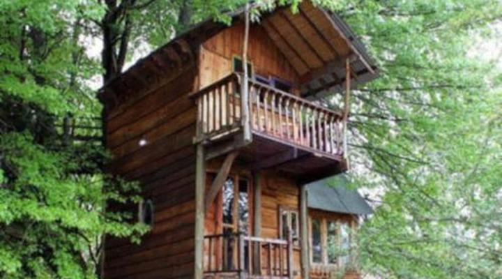 Sycamore Avenue Treehouses