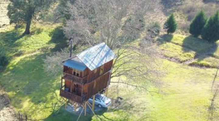 Sycamore Avenue Treehouses